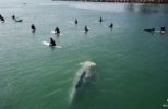 Amateur Photographer Captures Video of Whale Swimming Under Surfers
