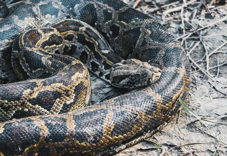 Florida Uses Drones to Fight Back Against Python Invasion
